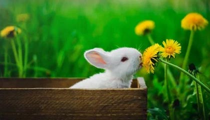 孙颖莎晋级WTT欧洲大满贯瑞典站女单决赛